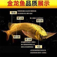 紅金龍魚價格一覽表【_紅金龍魚價格波動大嗎紅金龍魚價格波動大嗎】