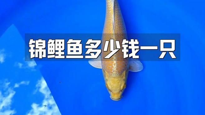 錦鯽和錦鯉哪個(gè)貴【如何區(qū)分錦鯽和錦鯉和錦鯉魚(yú)哪個(gè)更耐寒錦鯽哪個(gè)更長(zhǎng)壽】