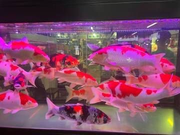 錦鯽和錦鯉哪個(gè)貴【如何區(qū)分錦鯽和錦鯉和錦鯉魚(yú)哪個(gè)更耐寒錦鯽哪個(gè)更長(zhǎng)壽】
