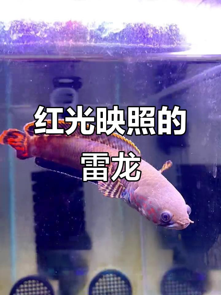如何拍攝高清的雷龍魚圖片？【拍攝高清雷龍魚圖片需結(jié)合設(shè)備配置、燈光調(diào)整及拍攝技巧】