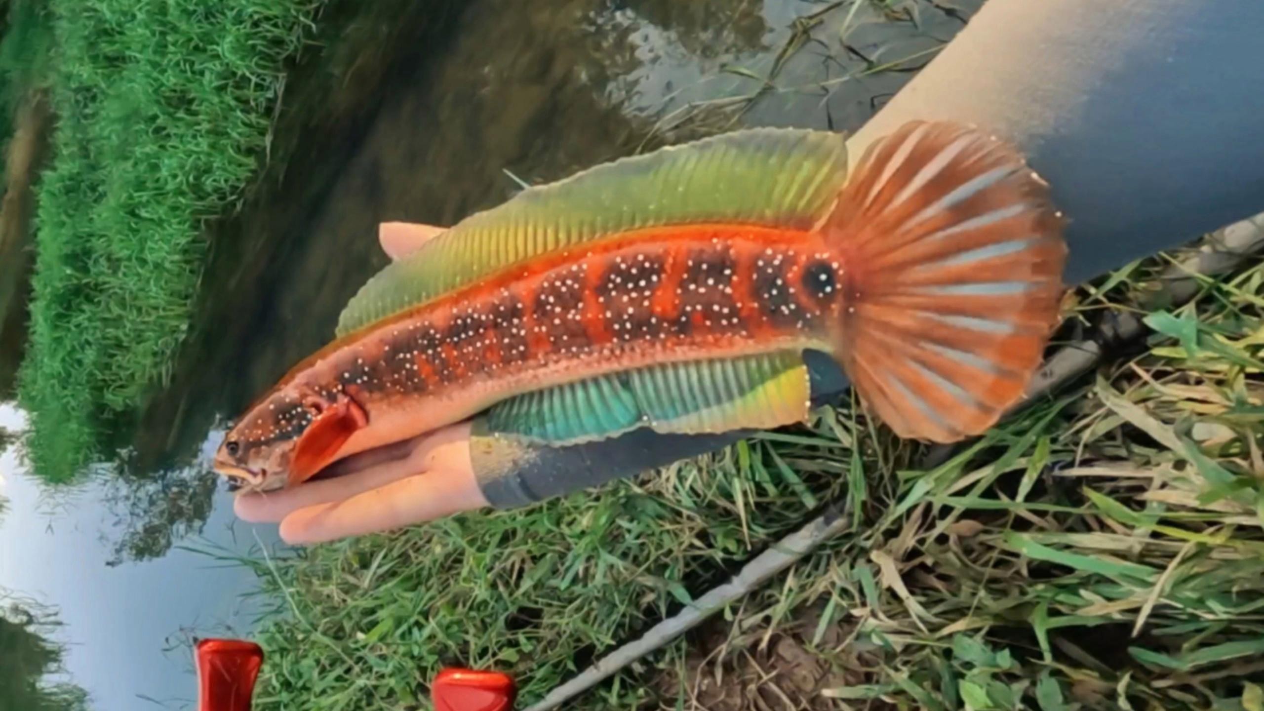 如何拍攝高清的雷龍魚圖片？【拍攝高清雷龍魚圖片需結(jié)合設(shè)備配置、燈光調(diào)整及拍攝技巧】