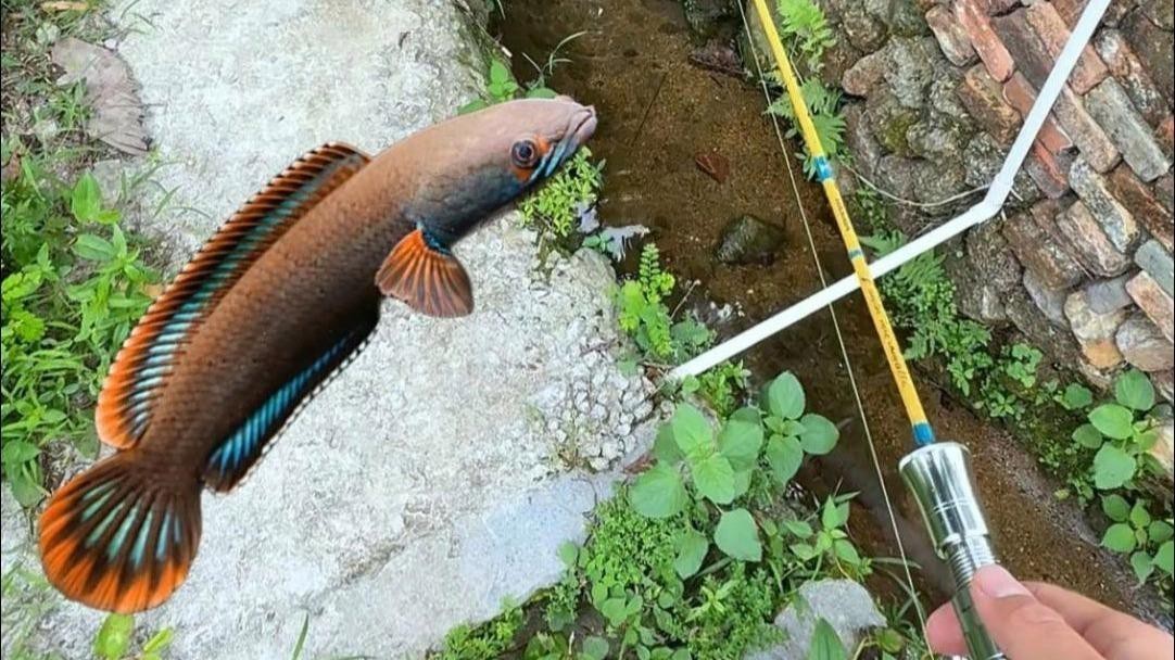 如何拍攝高清的雷龍魚圖片？【拍攝高清雷龍魚圖片需結(jié)合設(shè)備配置、燈光調(diào)整及拍攝技巧】