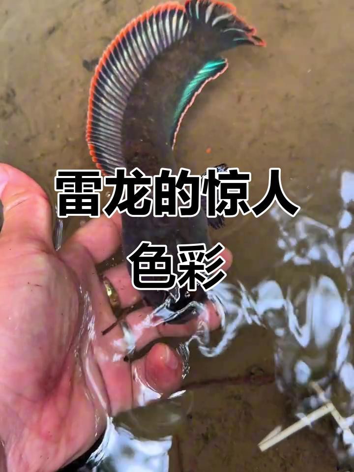 如何拍攝高清的雷龍魚圖片？【拍攝高清雷龍魚圖片需結(jié)合設(shè)備配置、燈光調(diào)整及拍攝技巧】