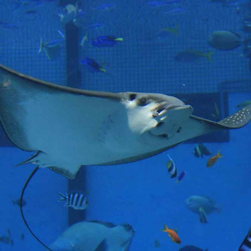 龍圩水族店【龍圩區水族相關場所可查的水族相關場所包括以下業態】