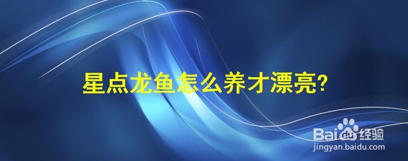 星點龍魚的正確養法【星點龍魚怎么養才漂亮百度經驗展開星點龍魚正確飼養方法】