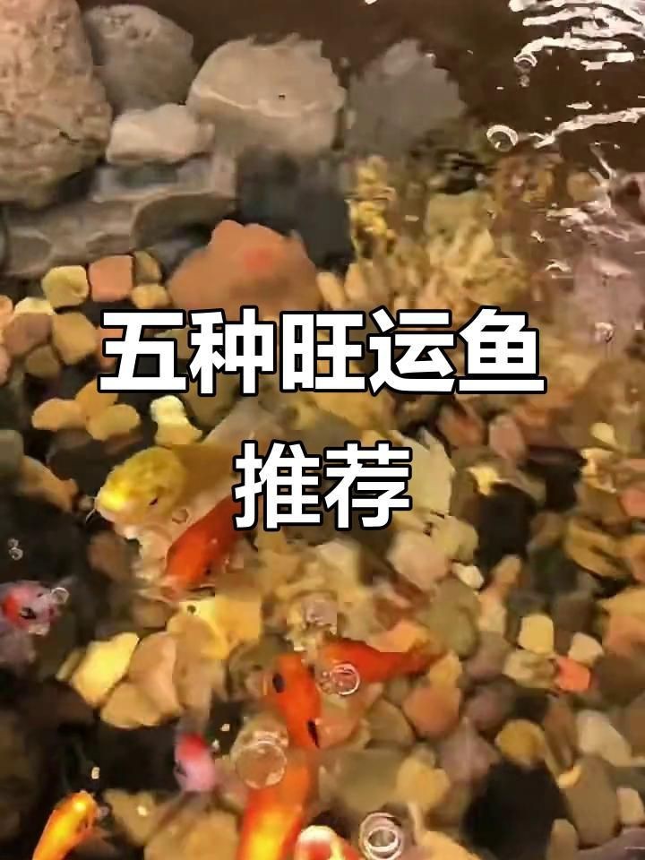 十種旺財又旺宅的魚【十種好養又招財的風水魚】 龍魚百科 第1張 十種旺財又旺宅的魚【十種好養又招財的風水魚】 十種旺財又旺宅的魚【十種好養又招財的風水魚】 龍魚百科 第1張
