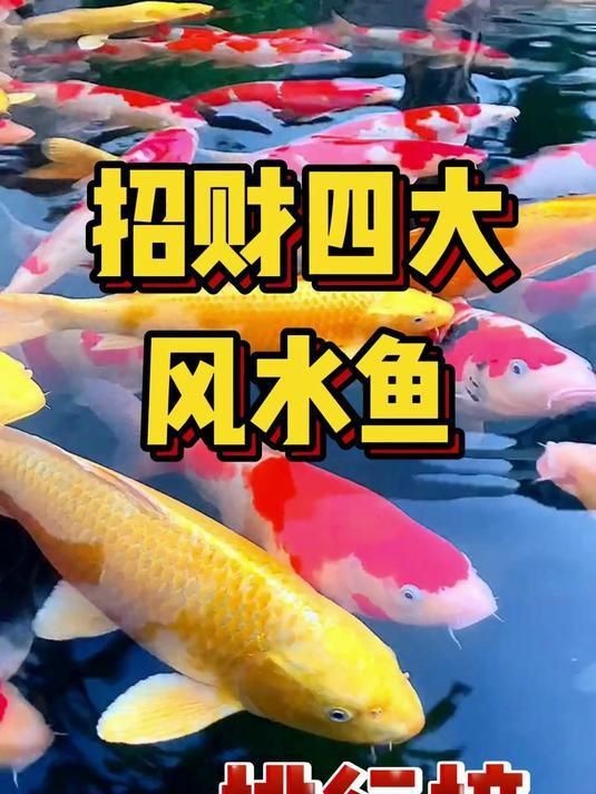 十種旺財又旺宅的魚【十種好養又招財的風水魚】 龍魚百科 第2張 十種旺財又旺宅的魚【十種好養又招財的風水魚】 十種旺財又旺宅的魚【十種好養又招財的風水魚】 龍魚百科 第2張