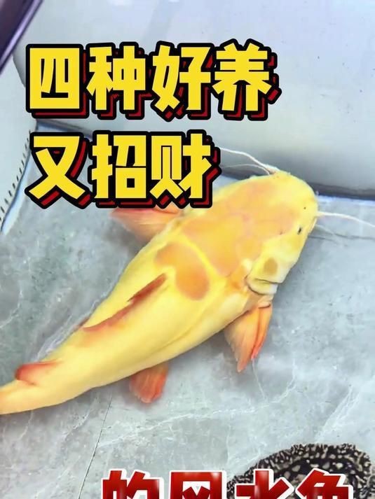 十種旺財又旺宅的魚【十種好養又招財的風水魚】 龍魚百科 第4張 十種旺財又旺宅的魚【十種好養又招財的風水魚】 十種旺財又旺宅的魚【十種好養又招財的風水魚】 龍魚百科 第4張