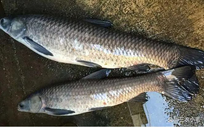 清魚牙齒圖片大全【青魚牙齒的奇妙世界】