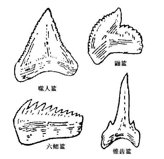 清魚牙齒圖片大全【青魚牙齒的奇妙世界】