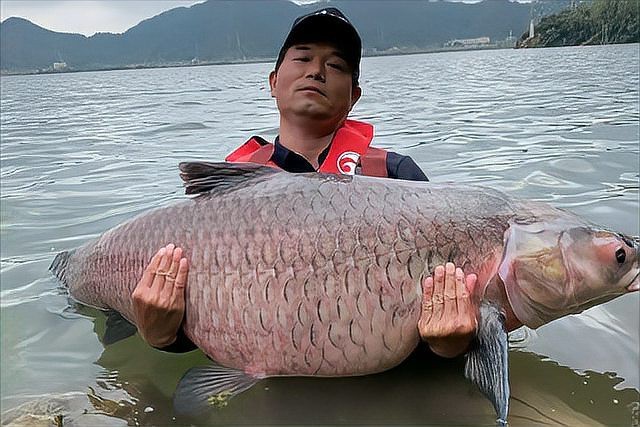 清魚牙齒圖片大全【青魚牙齒的奇妙世界】