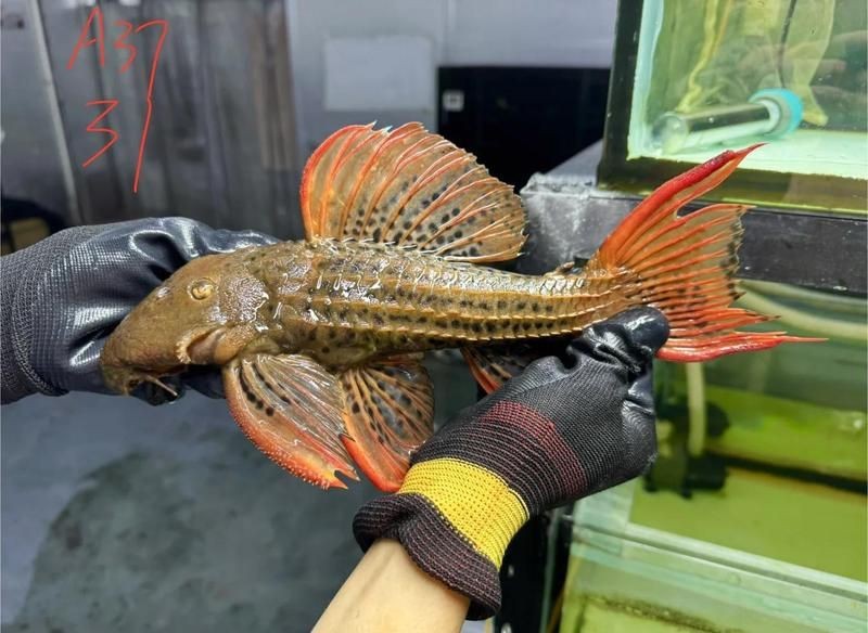哥白異型魚(yú)好養(yǎng)嗎【全面解析哥白異型魚(yú)的飼養(yǎng)要點(diǎn)】 哥白異型魚(yú)好養(yǎng)嗎【全面解析哥白異型魚(yú)的飼養(yǎng)要點(diǎn)】 龍魚(yú)論壇 第1張