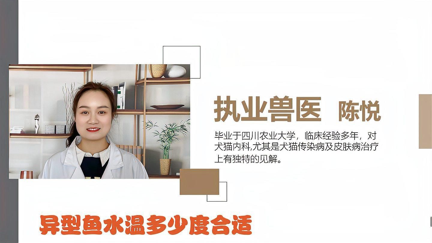 哥白異型魚(yú)好養(yǎng)嗎【全面解析哥白異型魚(yú)的飼養(yǎng)要點(diǎn)】 哥白異型魚(yú)好養(yǎng)嗎【全面解析哥白異型魚(yú)的飼養(yǎng)要點(diǎn)】 龍魚(yú)論壇 第5張