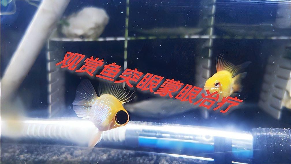 哪些藥物可以有效治療魚突眼？【智能模式回答完成調用工具：百度健康治療魚突眼的有效藥物】
