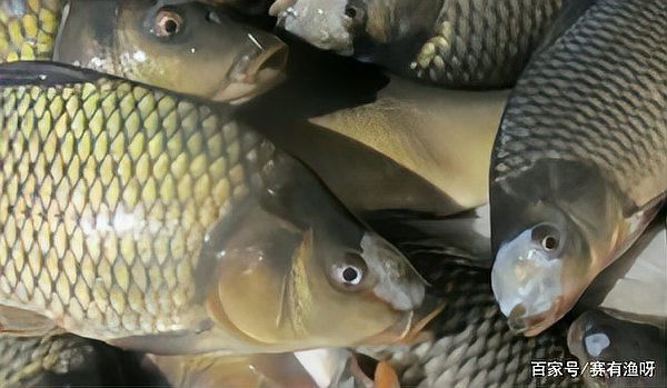龍魚水霉病能自愈嗎【\