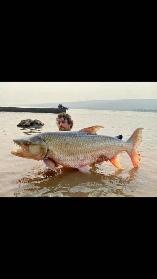猛魚霸氣圖片【盤點水族圈常見的鐵甲武士魚,看著生猛，實則呆萌嘩仔】