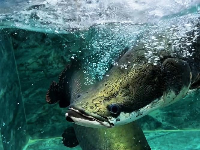 猛魚霸氣圖片【盤點水族圈常見的鐵甲武士魚,看著生猛，實則呆萌嘩仔】