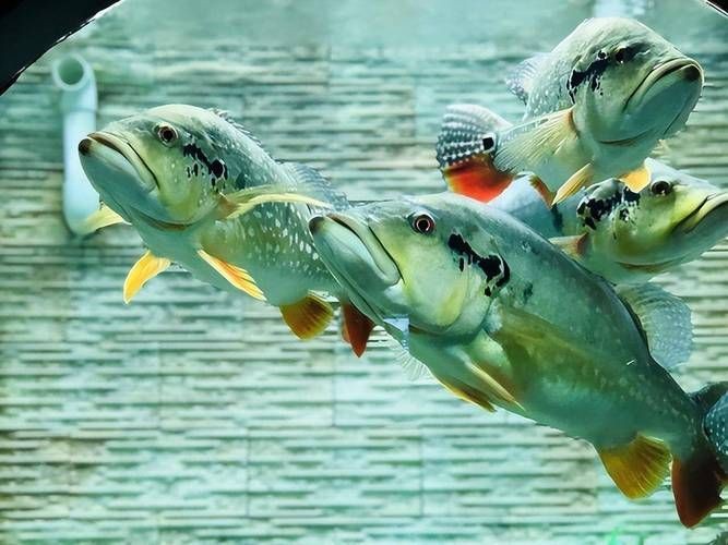 猛魚霸氣圖片【盤點水族圈常見的鐵甲武士魚,看著生猛，實則呆萌嘩仔】