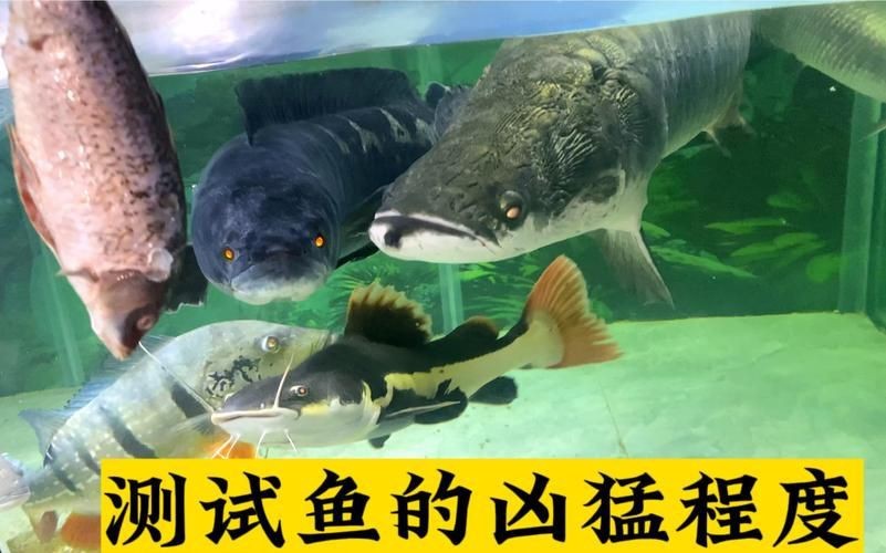 猛魚霸氣圖片【盤點水族圈常見的鐵甲武士魚,看著生猛，實則呆萌嘩仔】