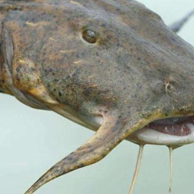 猛魚霸氣圖片【盤點水族圈常見的鐵甲武士魚,看著生猛，實則呆萌嘩仔】