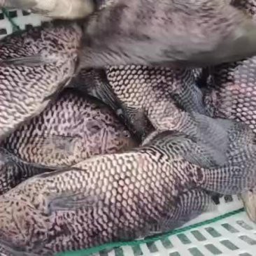 淡水石斑魚價格表【2025年8月淡水石斑魚價格綜合分析】