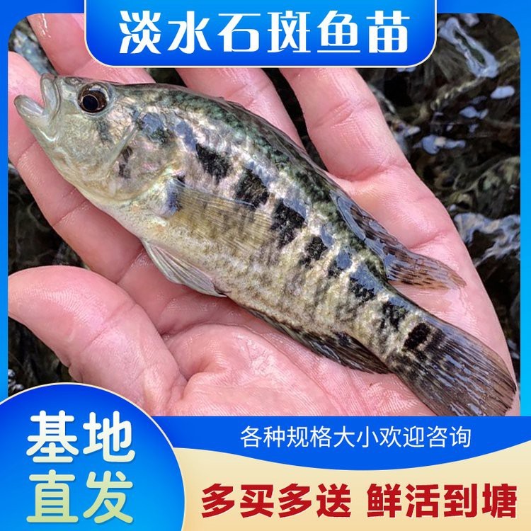 淡水石斑魚價格表【2025年8月淡水石斑魚價格綜合分析】