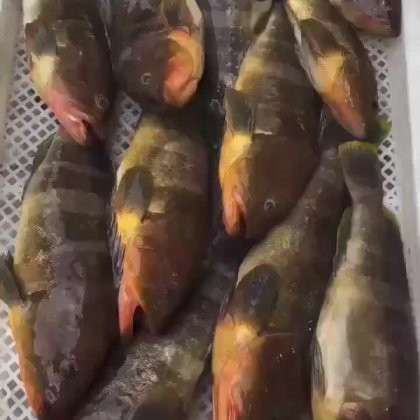 淡水石斑魚價格表【2025年8月淡水石斑魚價格綜合分析】