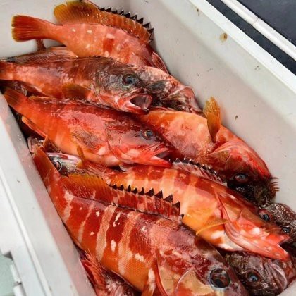 淡水石斑魚價格表【2025年8月淡水石斑魚價格綜合分析】