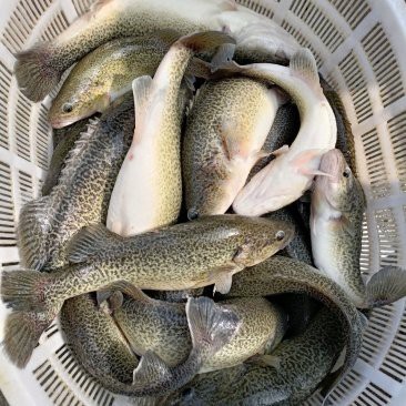 淡水石斑魚價格表【2025年8月淡水石斑魚價格綜合分析】