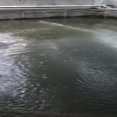 淡水石斑魚價格表【2025年8月淡水石斑魚價格綜合分析】