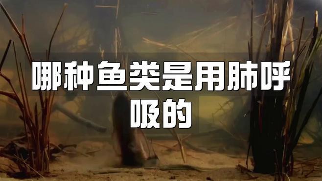 肺呼吸最好的魚排名【用肺呼吸的魚吃肉不吐殼中國科學院哪種魚是靠肺呼吸的】