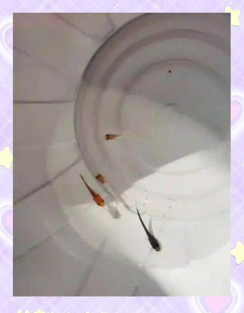 觀背青鳉瘦病能自愈嗎【觀背青瘦病如何自愈】