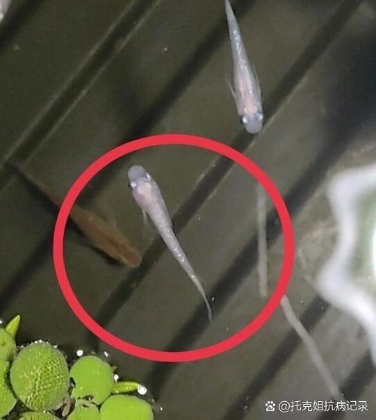 觀背青鳉瘦病能自愈嗎【觀背青瘦病如何自愈】