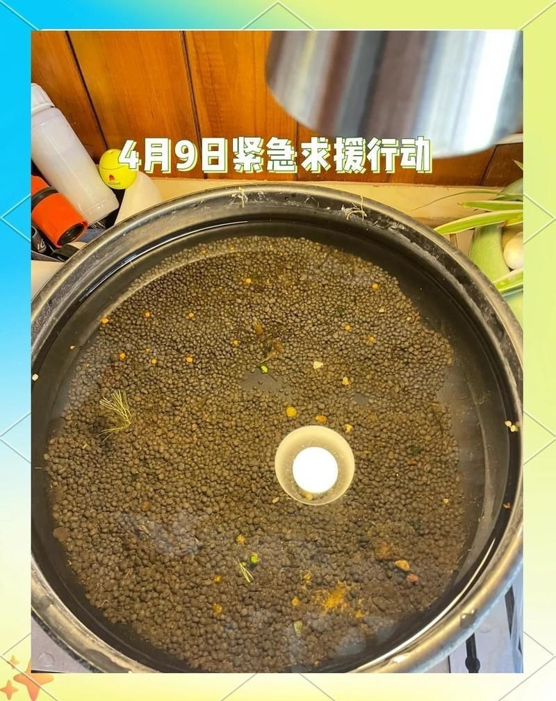 觀背青鳉瘦病能自愈嗎【觀背青瘦病如何自愈】
