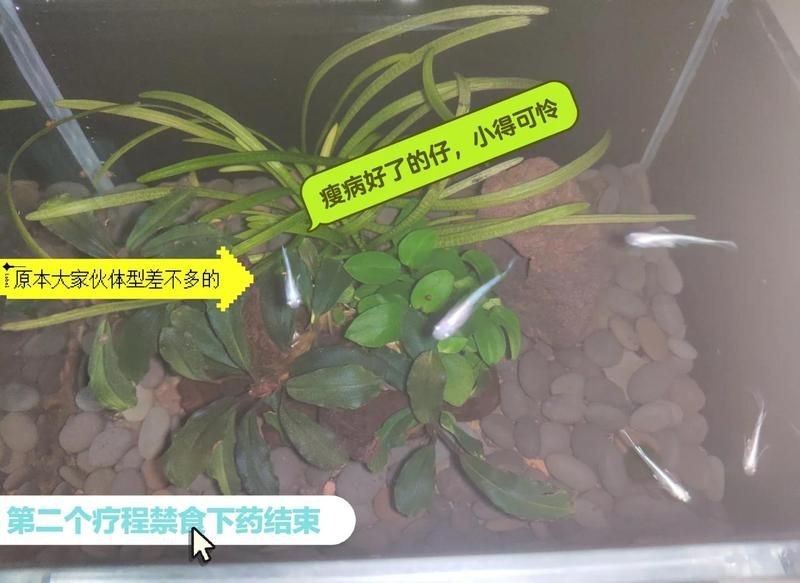 觀背青鳉瘦病能自愈嗎【觀背青瘦病如何自愈】