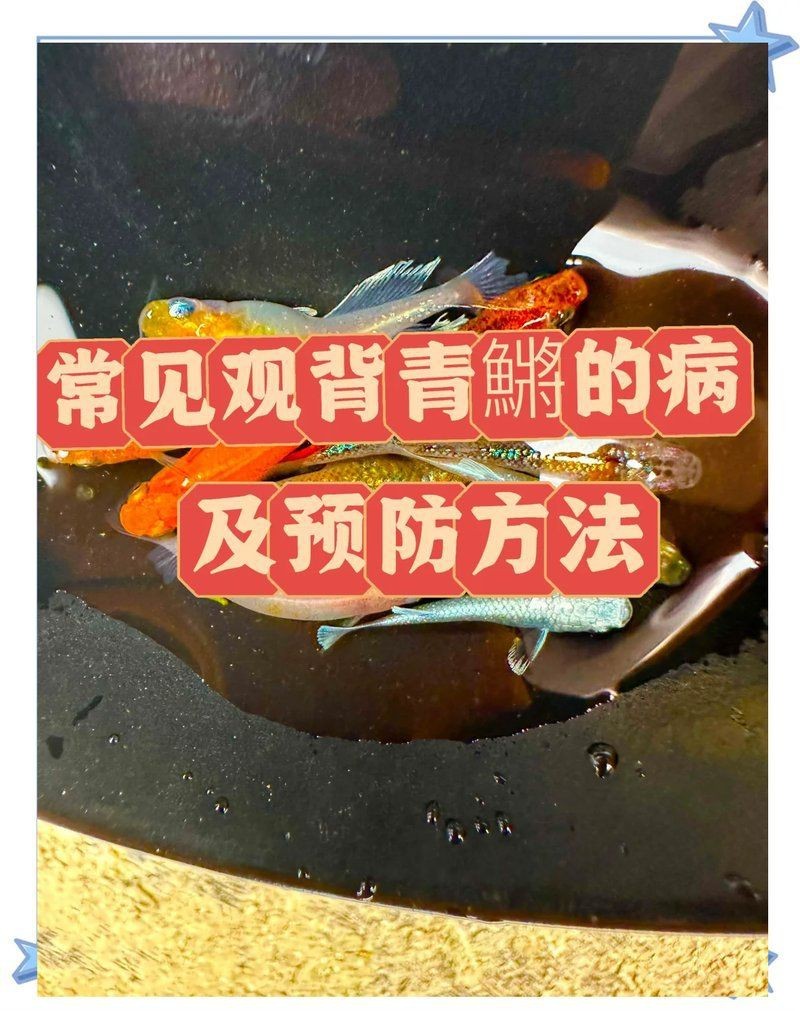 觀背青鳉瘦病能自愈嗎【觀背青瘦病如何自愈】