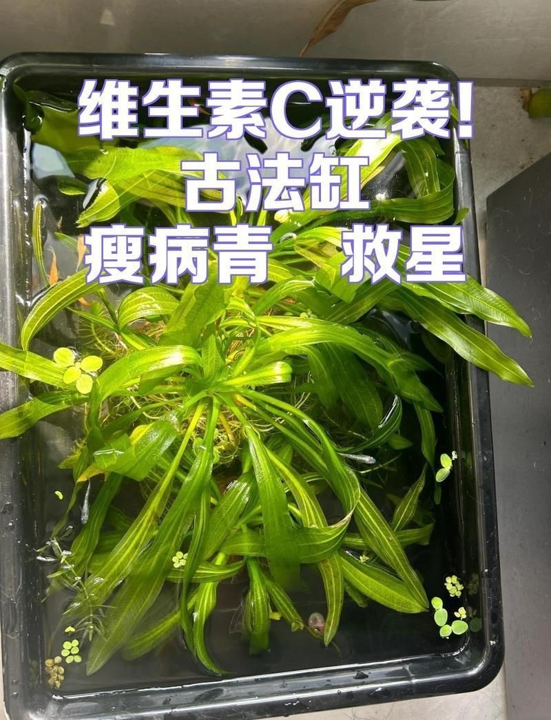觀背青鳉瘦病能自愈嗎【觀背青瘦病如何自愈】