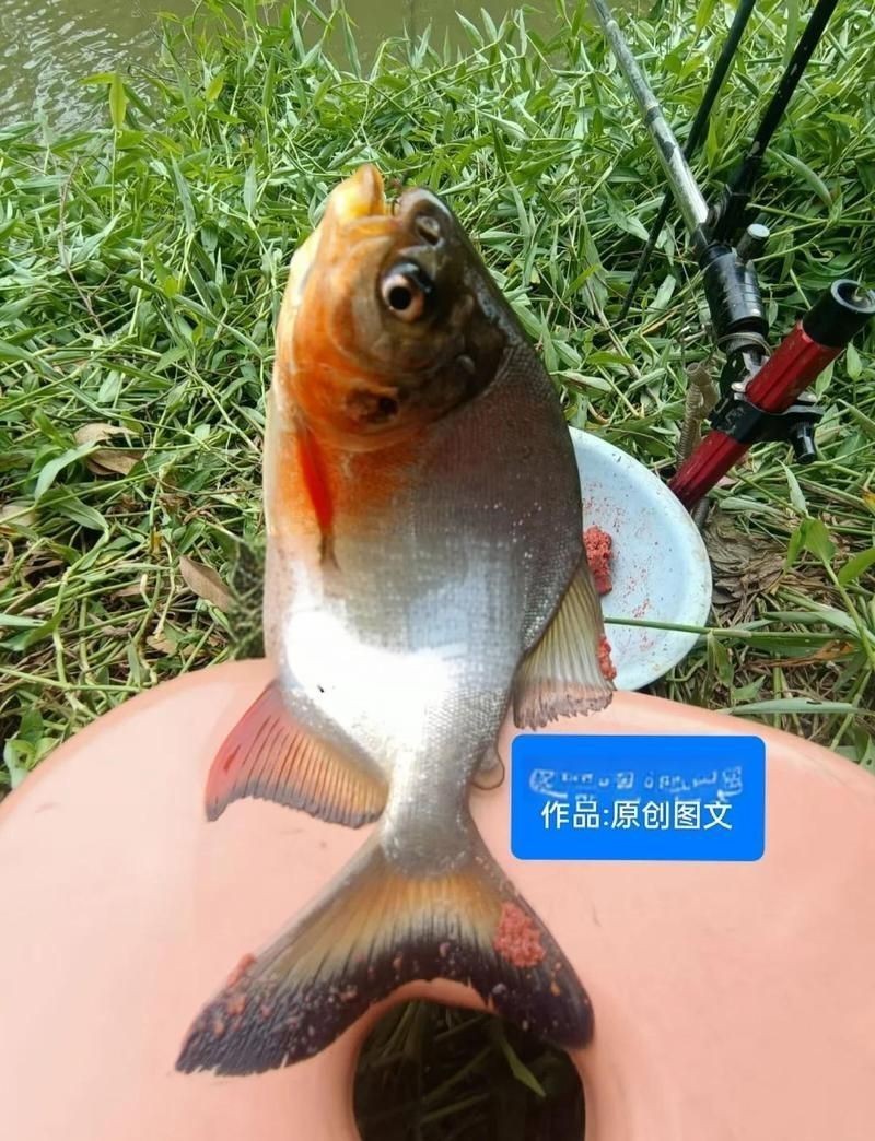 買到帶牙齒的魚(yú)像鳊魚(yú)【江西釣友，釣獲了大量有牙齒的“奇特鳊魚(yú)”】