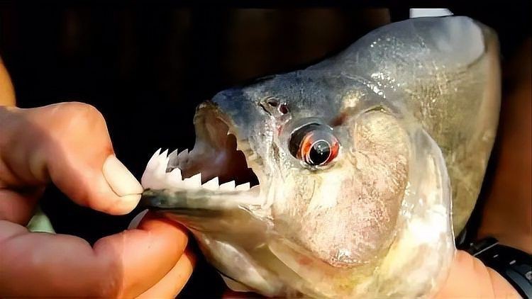 買到帶牙齒的魚(yú)像鳊魚(yú)【江西釣友，釣獲了大量有牙齒的“奇特鳊魚(yú)”】