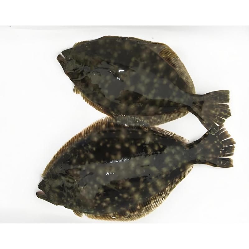 買到帶牙齒的魚(yú)像鳊魚(yú)【江西釣友，釣獲了大量有牙齒的“奇特鳊魚(yú)”】
