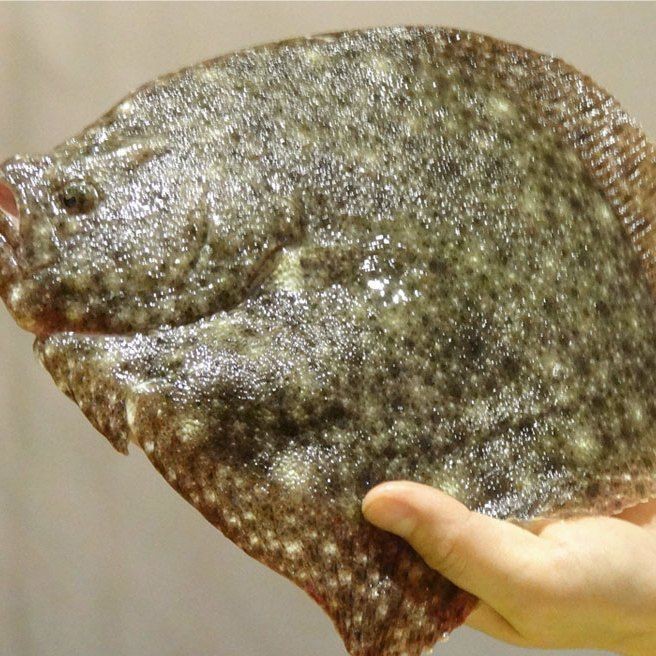 買到帶牙齒的魚(yú)像鳊魚(yú)【江西釣友，釣獲了大量有牙齒的“奇特鳊魚(yú)”】