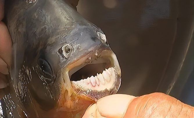 買到帶牙齒的魚(yú)像鳊魚(yú)【江西釣友，釣獲了大量有牙齒的“奇特鳊魚(yú)”】