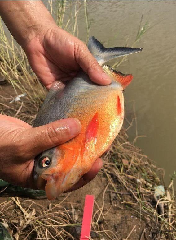 買到帶牙齒的魚(yú)像鳊魚(yú)【江西釣友，釣獲了大量有牙齒的“奇特鳊魚(yú)”】