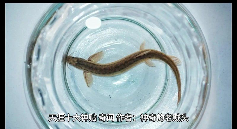 金色泥鰍魚寓意什么【金色泥鰍的寓意在古代文化中發生了一個極具哲學的象征體系】