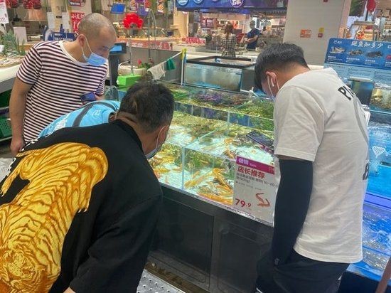 金色泥鰍魚寓意什么【金色泥鰍的寓意在古代文化中發生了一個極具哲學的象征體系】