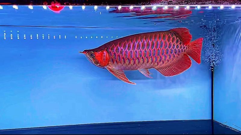 紅龍魚戰(zhàn)車所有車型【如何挑選優(yōu)質(zhì)紅龍魚】