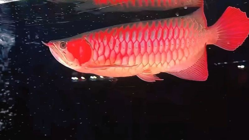 紅龍魚戰(zhàn)車所有車型【如何挑選優(yōu)質(zhì)紅龍魚】
