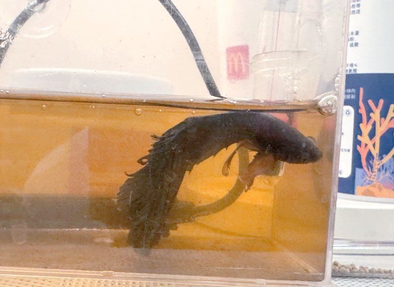 土霉素對哪些魚種有效？【養(yǎng)魚大全,魚用土霉素正確使用方法】