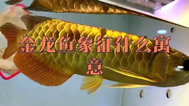 金龍魚暗示啥意思【和田玉金龍魚的寓意和象征笑容傳播者金龍魚的寓意和象征意義】