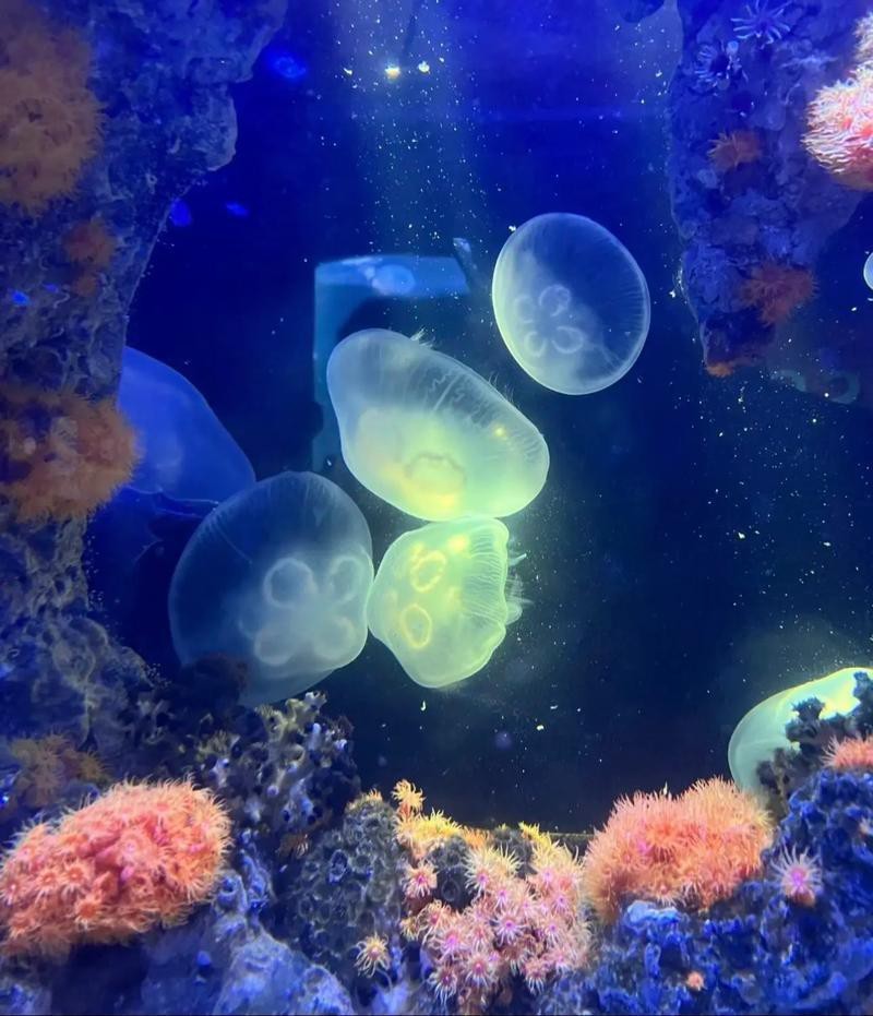 沐川水族店【沐川縣水族市場(chǎng)發(fā)展趨勢(shì)如何】